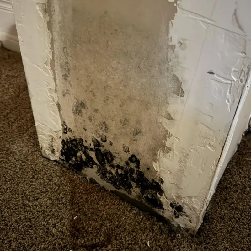 Professional Mold Removal in Canton, PA